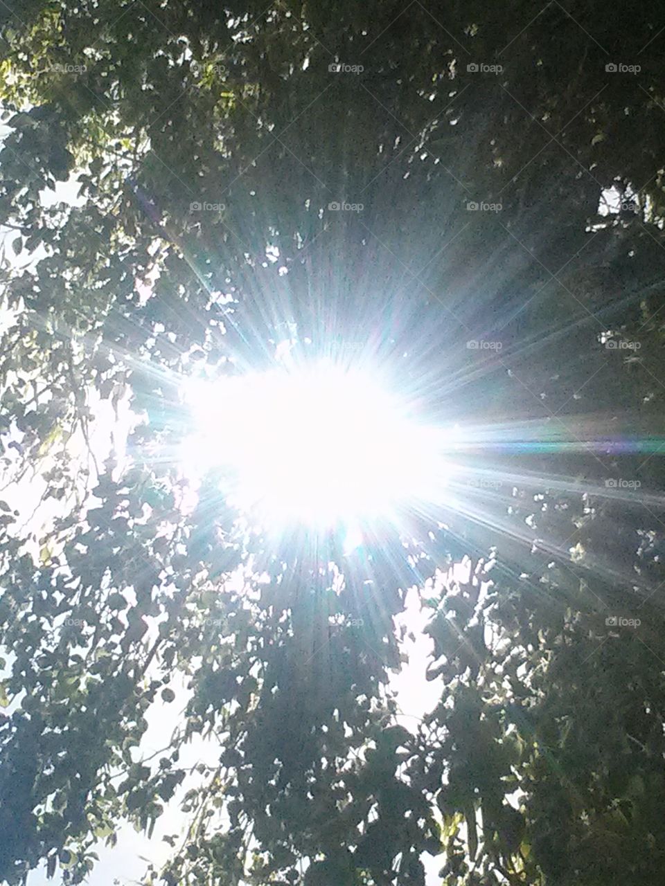 GLOWING SUNBEAM
Have you ever said the "Three W's in a Row ", like ... well,
You know, " What ?, Wow! ,
Whoa !! " Well, I did, this day.
Look, at the way, the Sun is
Beaming thru the tree. When
I took the picture is was like the
Sun said, Hi, my name is Mr. Sun
What is your name? By the way?
And as I took the pic I noticed
Right after I did , the gleems
Of colors that sparkled so bright.
Red, pink, blue and yes white.
Sparkling and Shimmering as
The wind softly made the tree
Glamour with Glimmer . As if
I could see little tiny white
Stars blinking and twinkling
What a really cool and neat
Site to see, as well, as having
The priviledge to take such
A really Beautiful picture
Thru my eyes, even if No body
Else thinks so. Because that's
Alright by me .