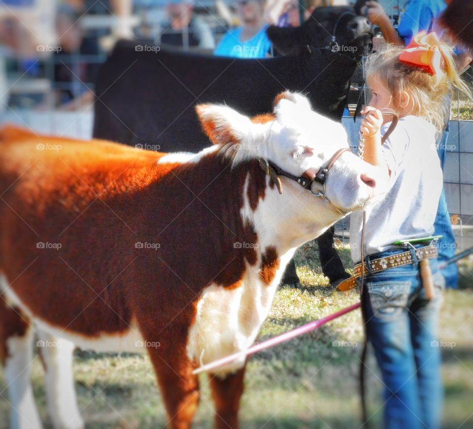 Cuteness overload. Junior FFA participant showing here Miniature Hereford heifer in Texas. 