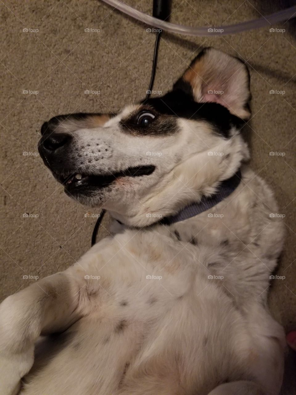 Derp dog