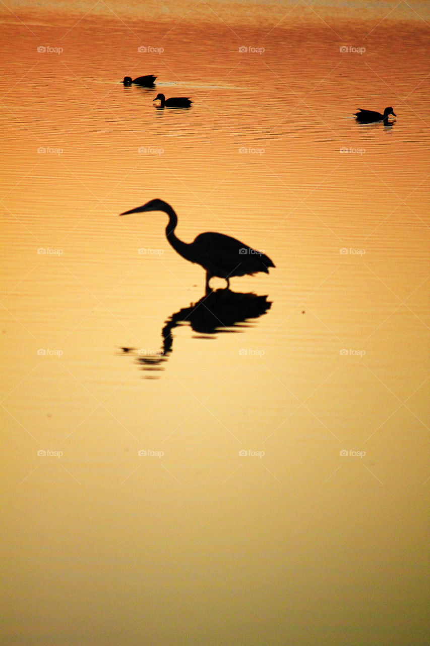 Great blue heron and ducks at sunset