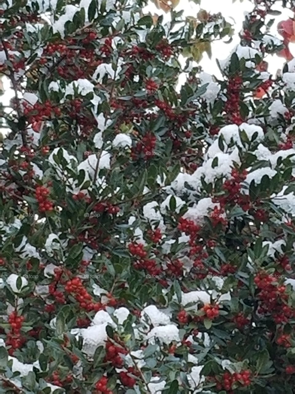 red berries and snow, Christmas colors,  red white and green,