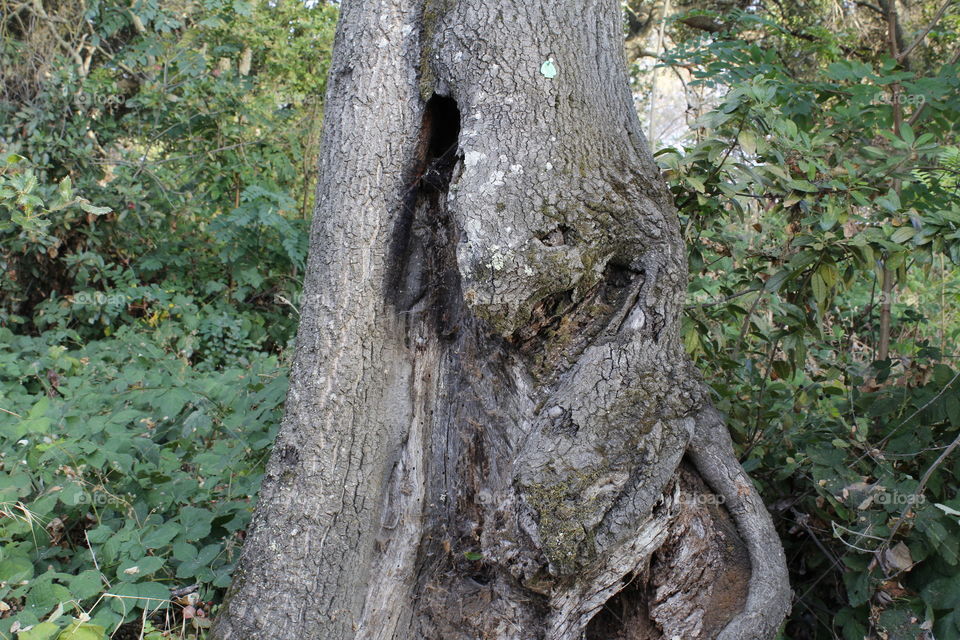 decaying tree