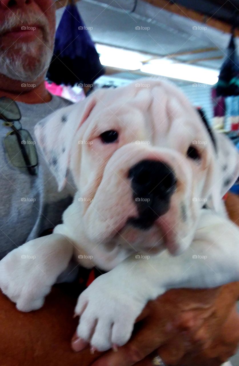 this little cutie came through the market today!😊 just adorable 🐶💖