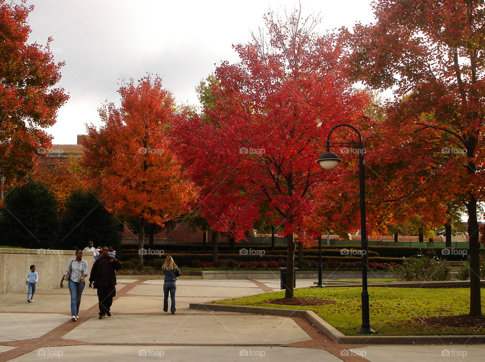 Red autumn in Atlanta . Park in Atlanta in November