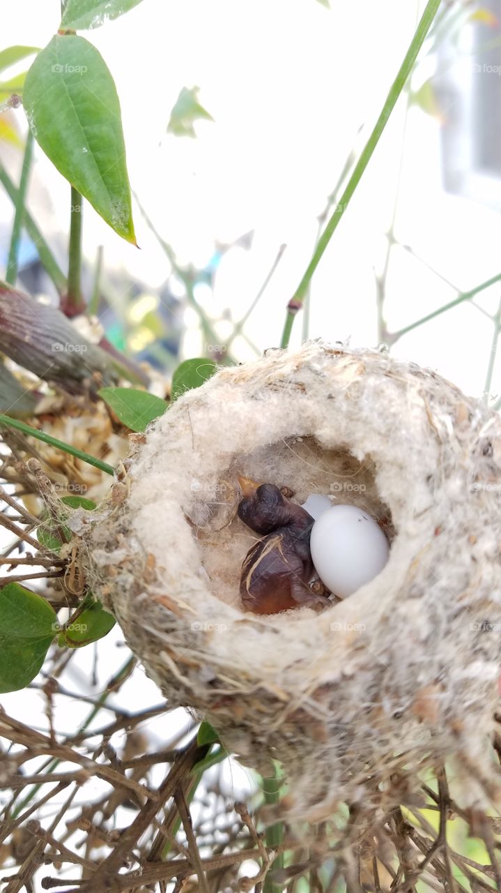 Happy birthday baby hummingbird!