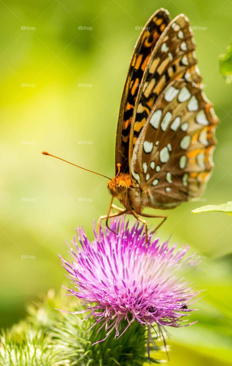 Fritillary on Thistle