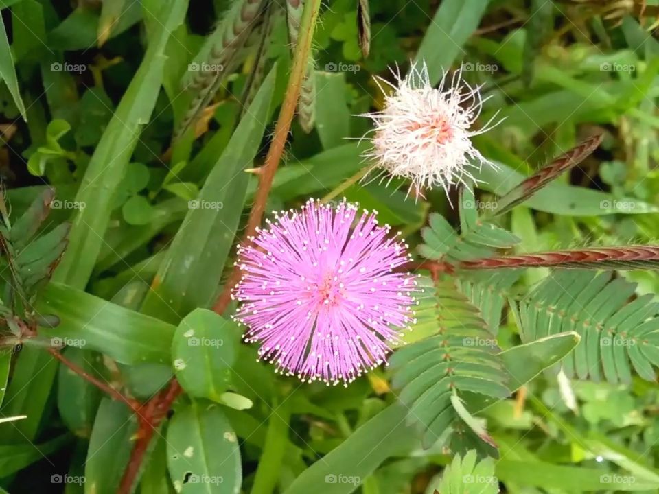 Flowers