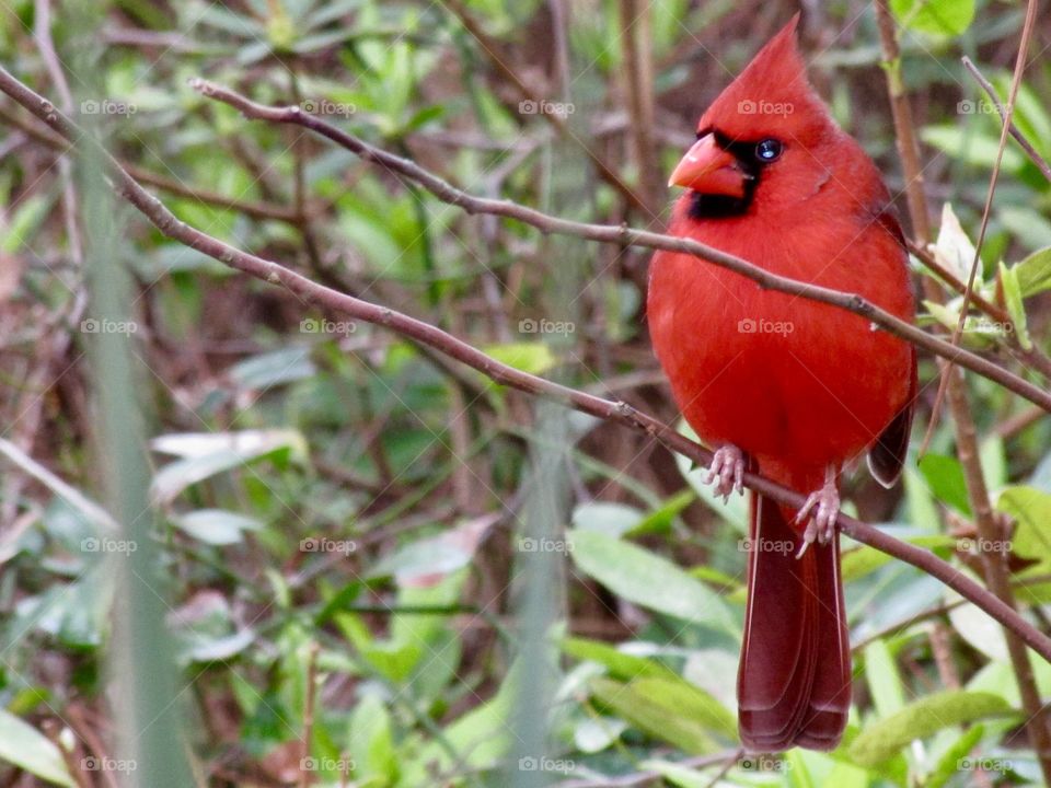 A red South Carolinian Cardinal just chilling on a beach and posing for my camera.
