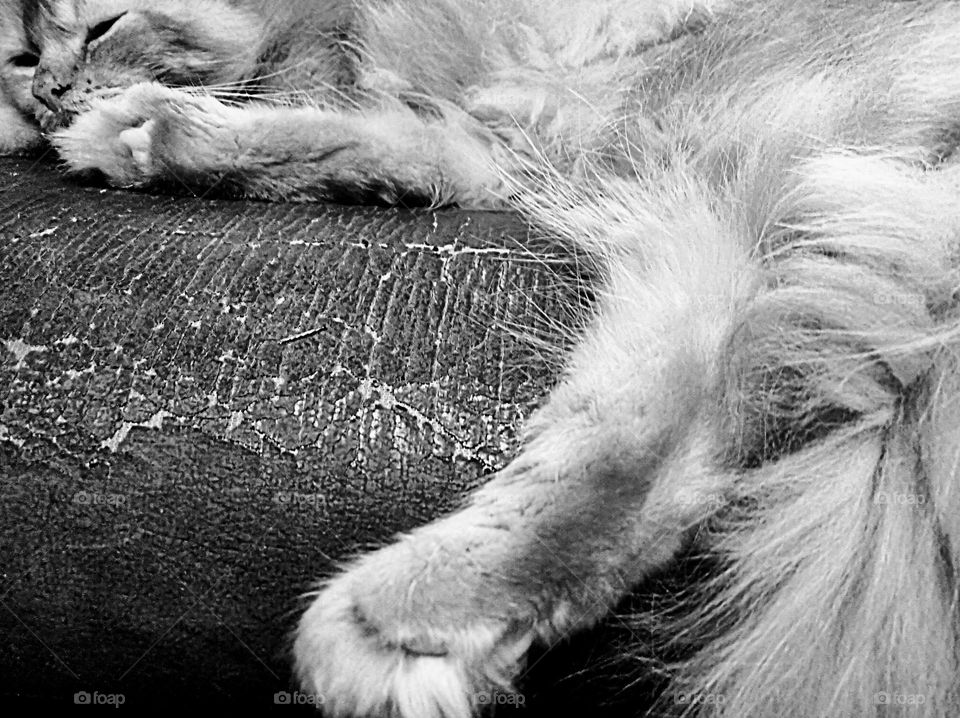 Pussy cat is sleeping