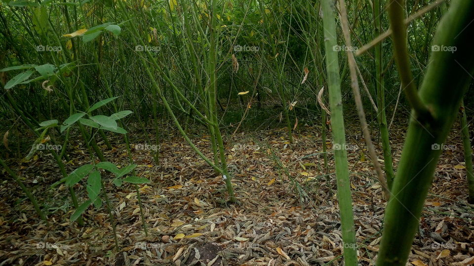 the beautiful green p