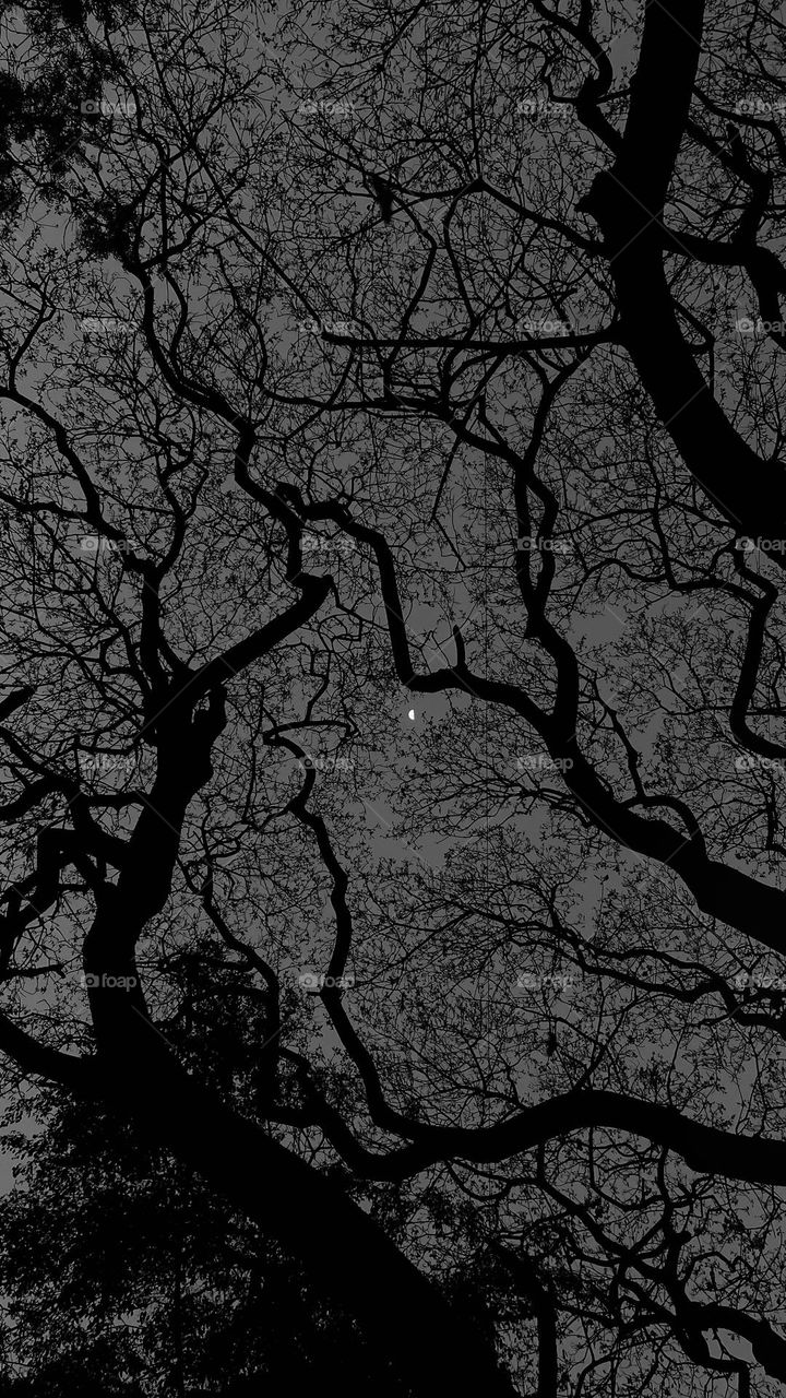 Oh my god!! I captured this beautiful, captivating picture last year! This is something beyond words! This picture is on black and white effect theme. Those trees and that moon!! Nature’s beauty!! Magical night!!