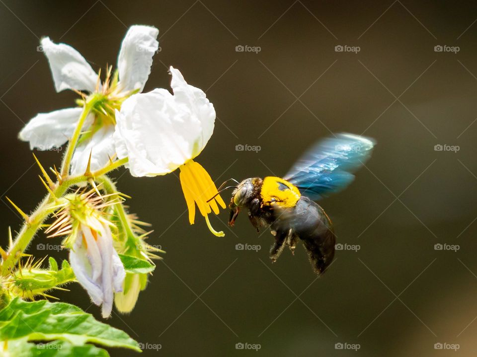 Tropical carpenter bee