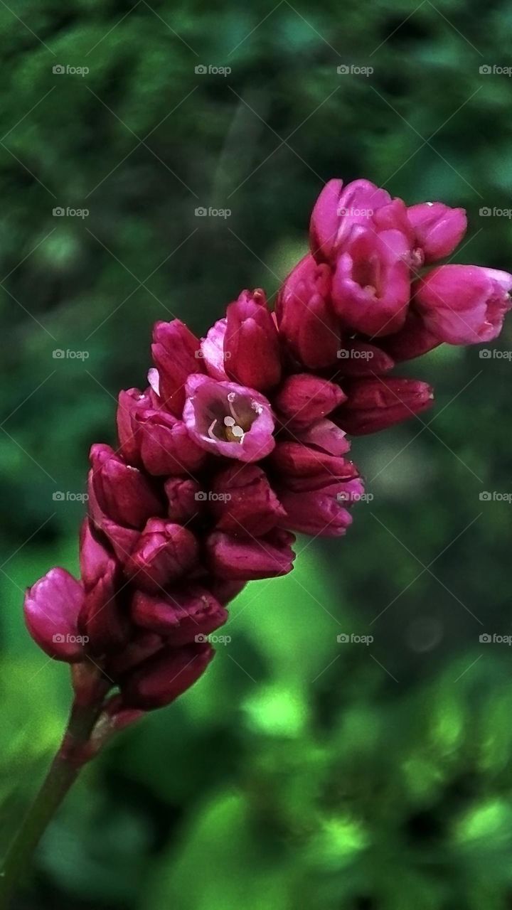 Macro photo of plant growing in the garden