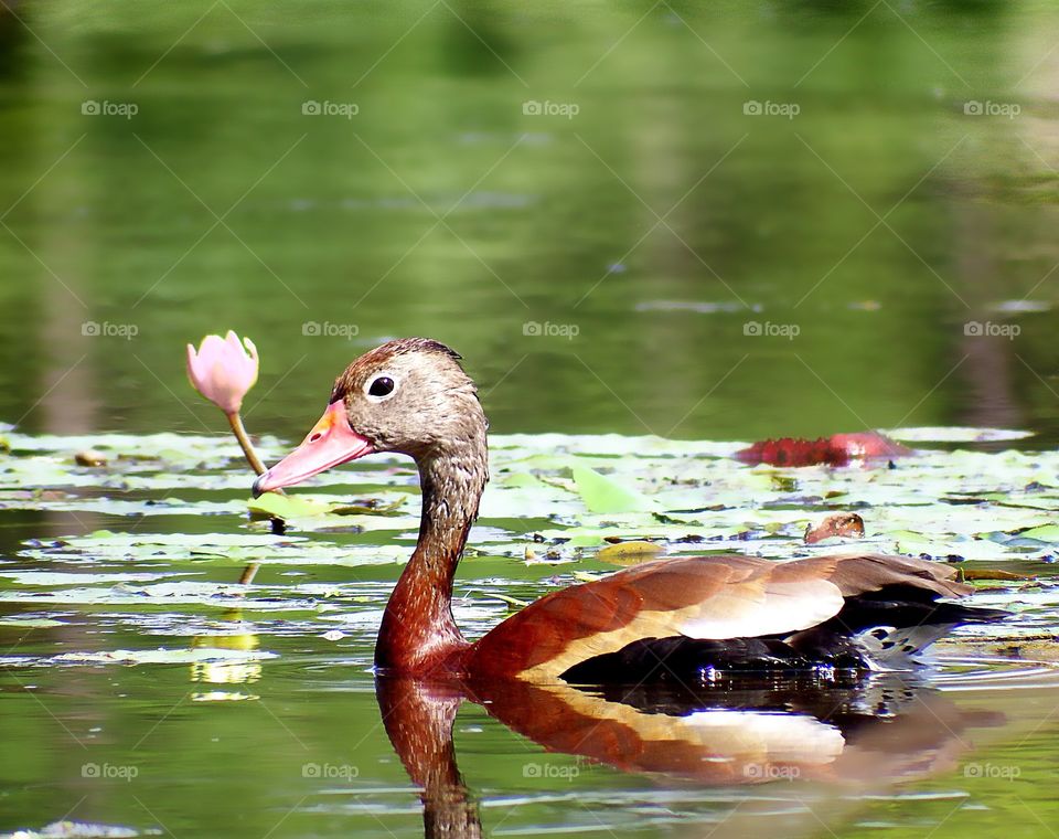 Red bellied whistling duck