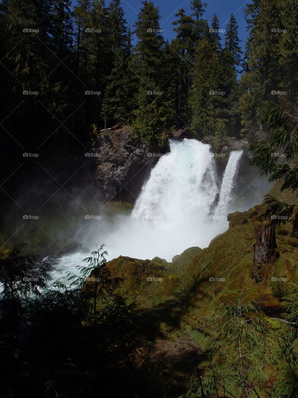 The beautiful waters of Sahalie Falls on the McKenzie River rushing over a rugged cliff into its canyon covered in bright green moss, trees, and tree stumps on a sunny spring day in Western Oregon.