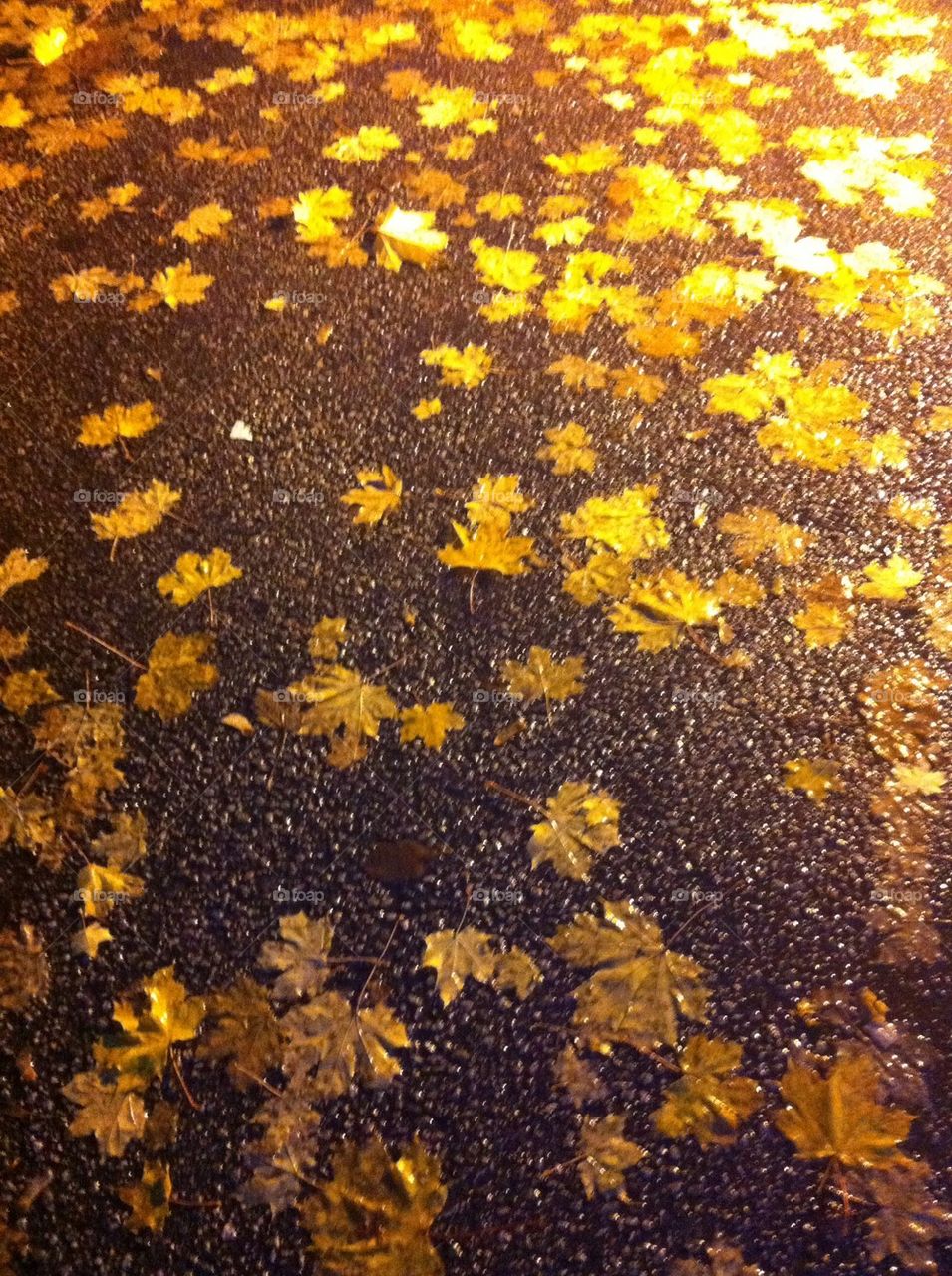 Fall,tarmac, rain, autumn, gold, leaves, asphalt, night