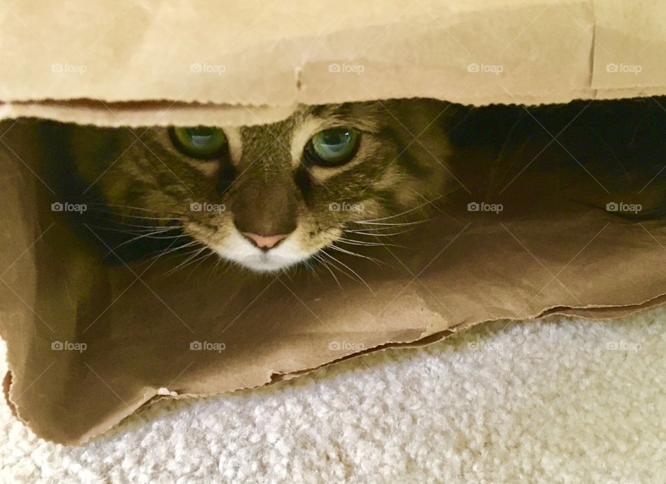 Cat + Bag: A Love Story part II