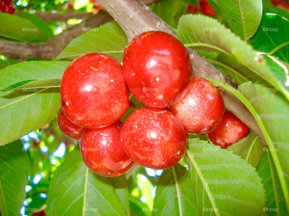 Fresh Cherries