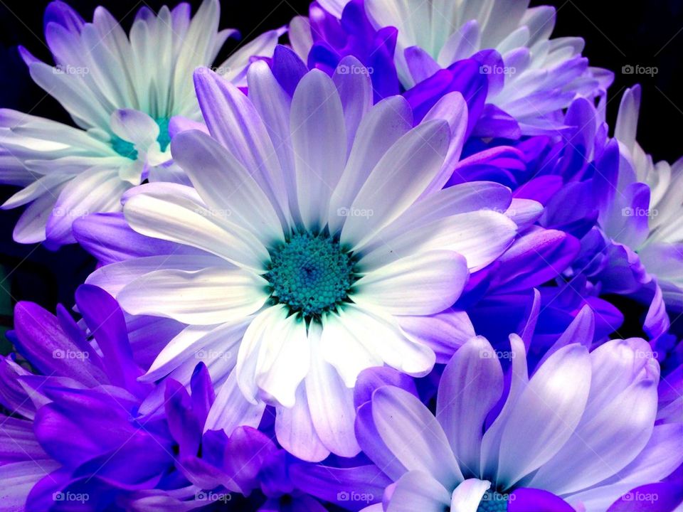 Blue daisies