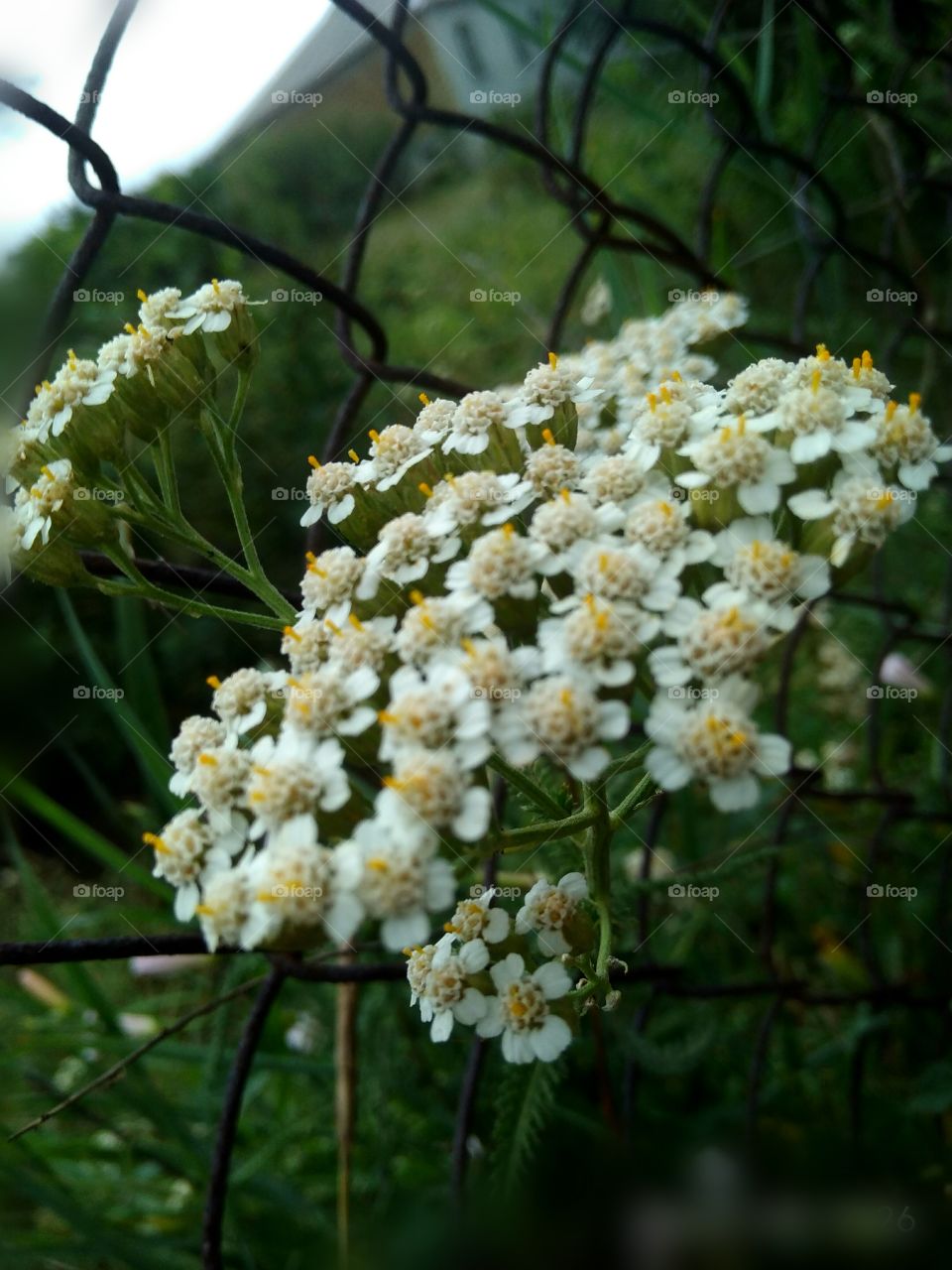 flowers nature