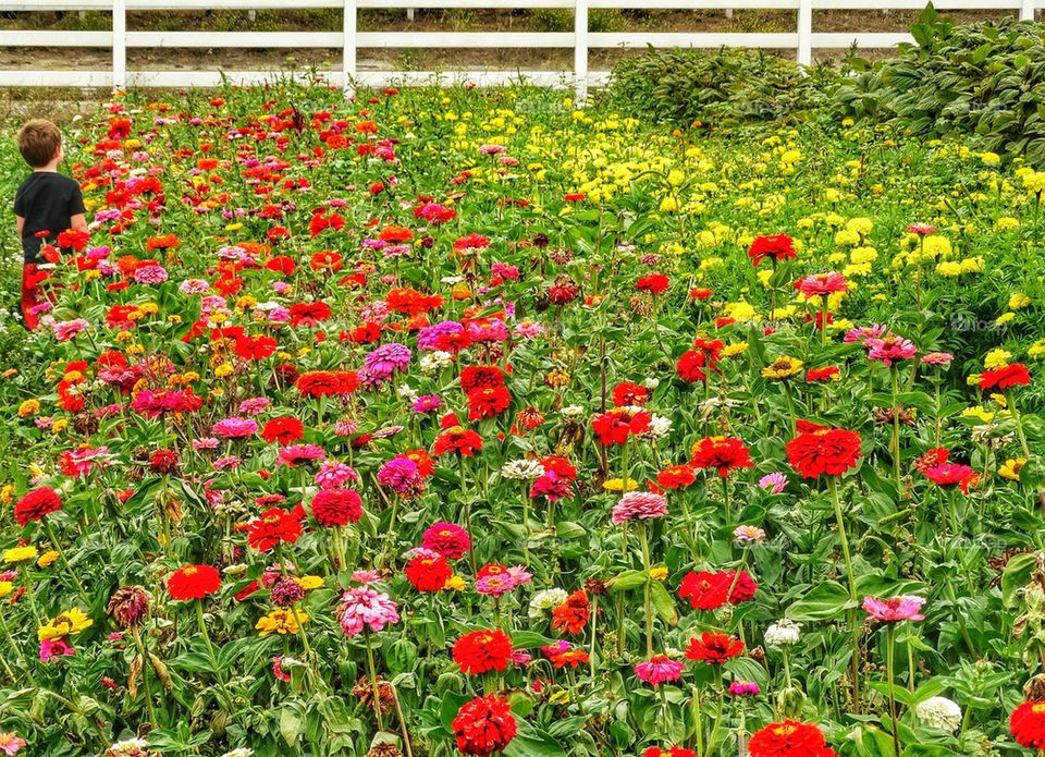 California Flower Garden