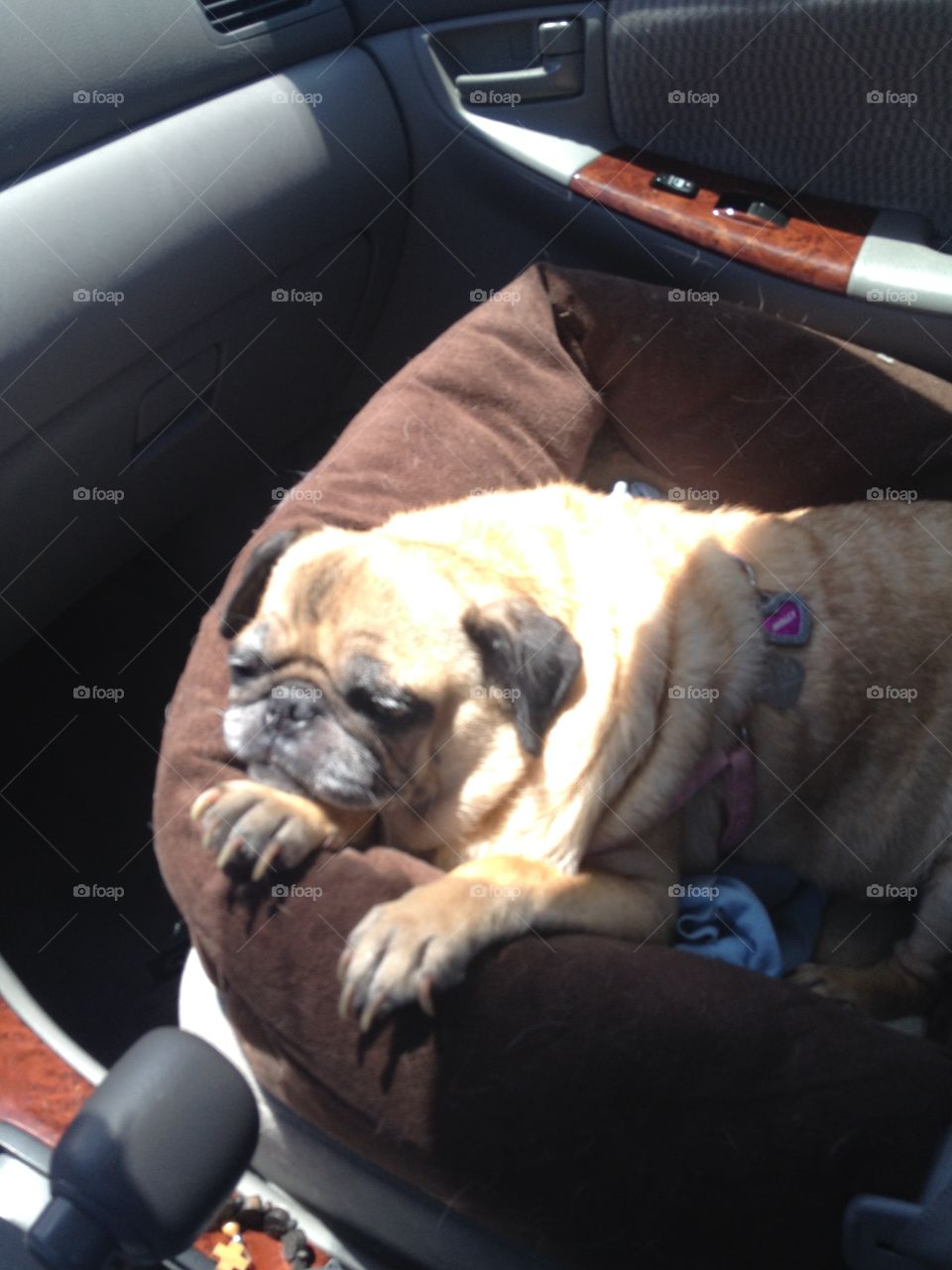 Fat happy passenger. Molly the Pug takes a ride