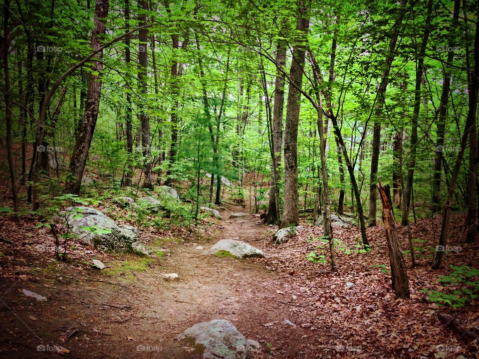 Path through woods.
