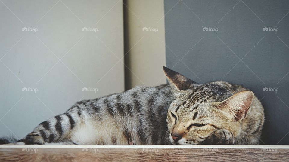 Sleeping cat 