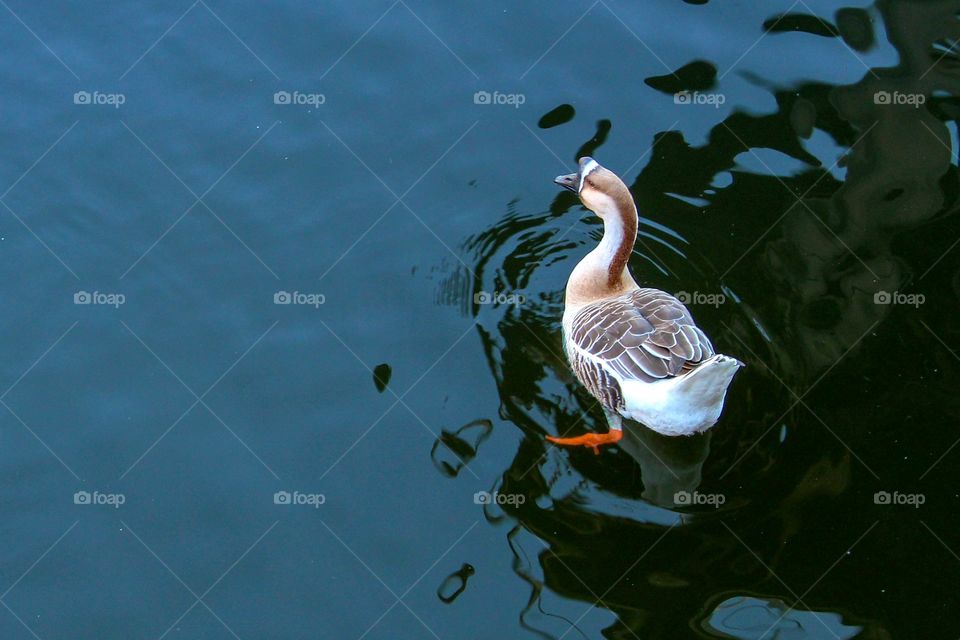 Goose in a lake
