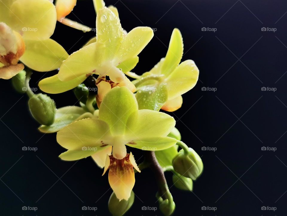 Yellow miniature Phalaenopsis orchid flower