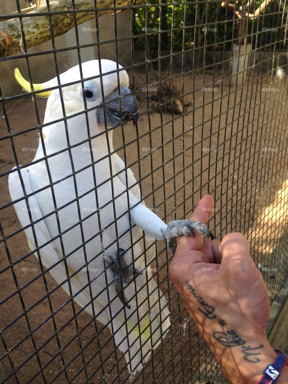 Parrot. Cockatoo