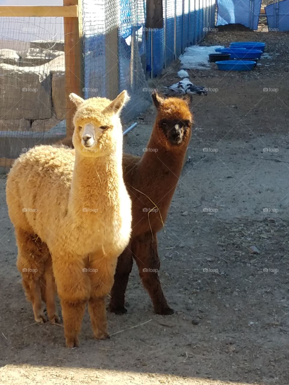 llama friends