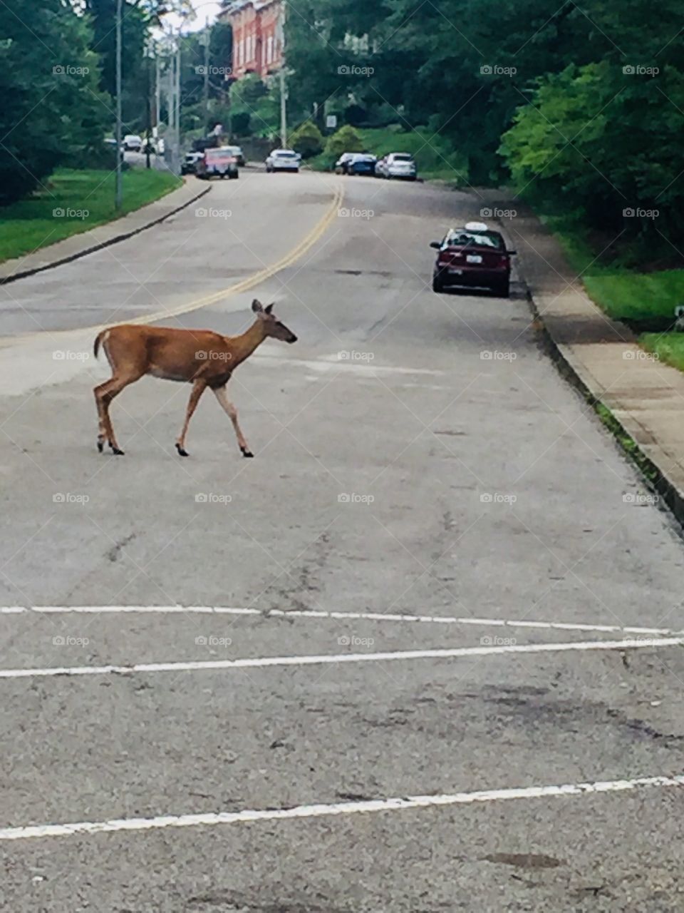 Deer crossing the street 