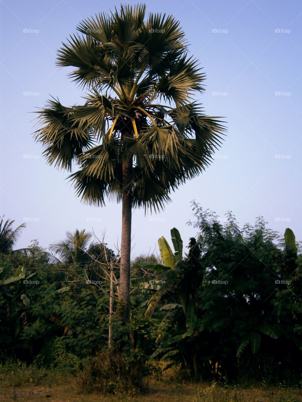 Palm tree