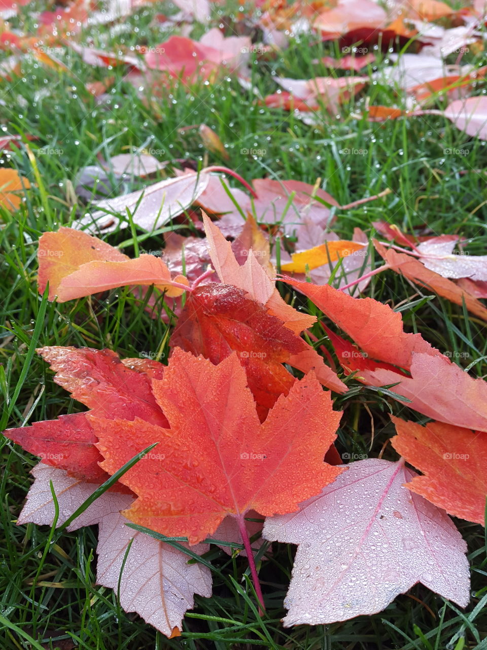 fallen morning maple leaves in the grass