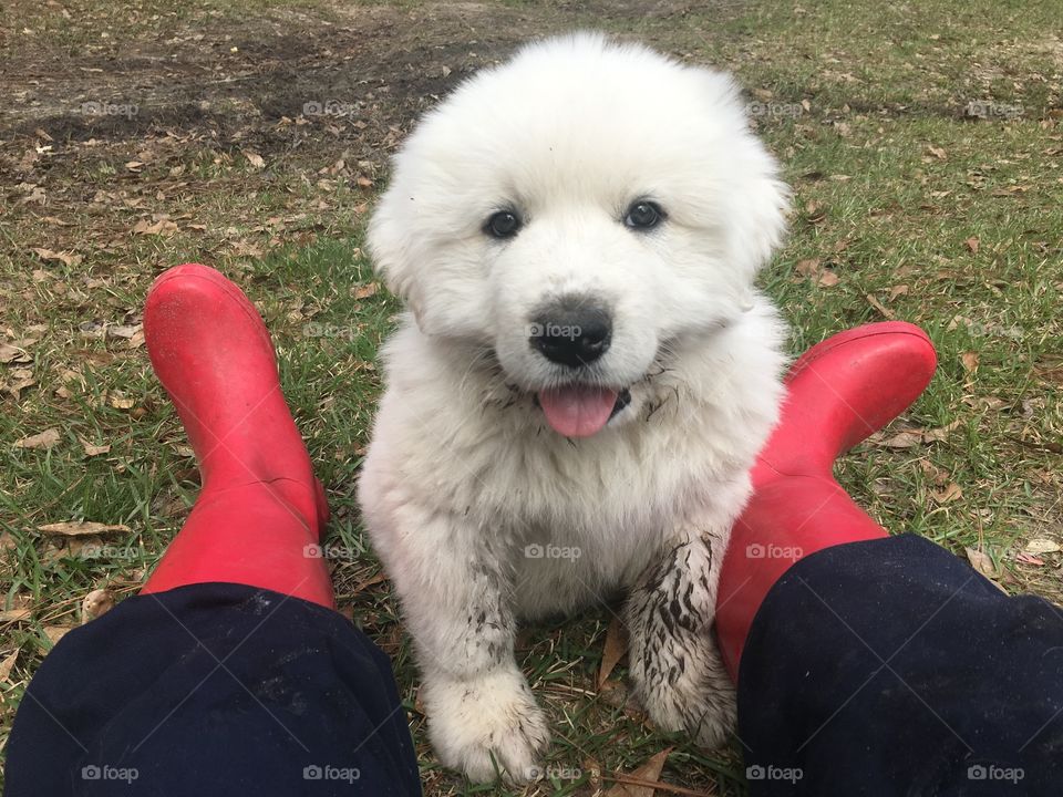 McClintock drools like crazy, flops into any water he finds, chews on rain boots and covers us with mud and love! 