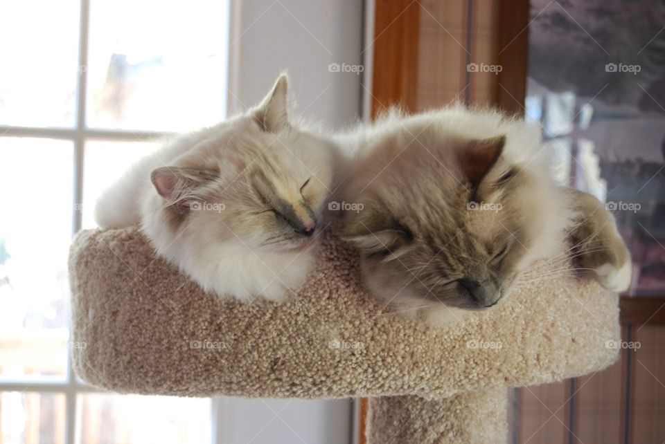 Two cats sleeping