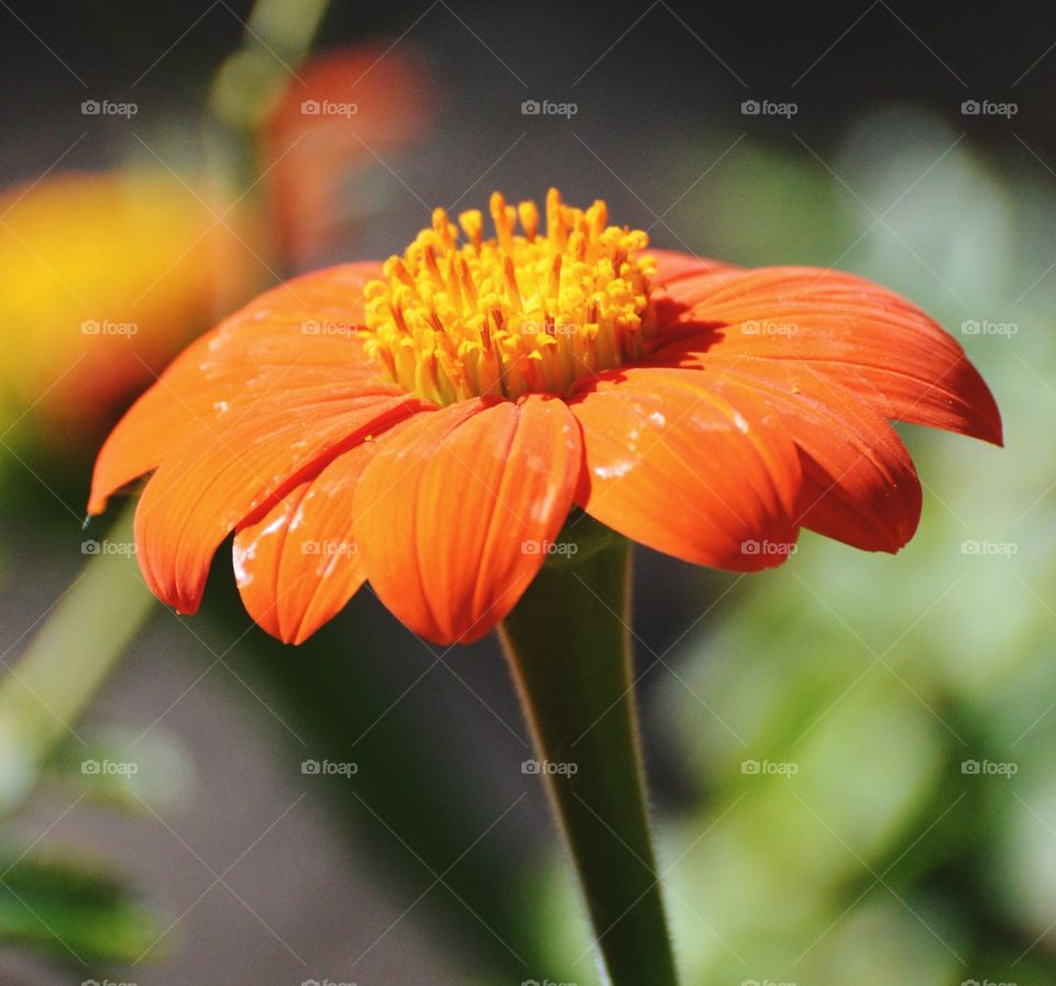 orange flower