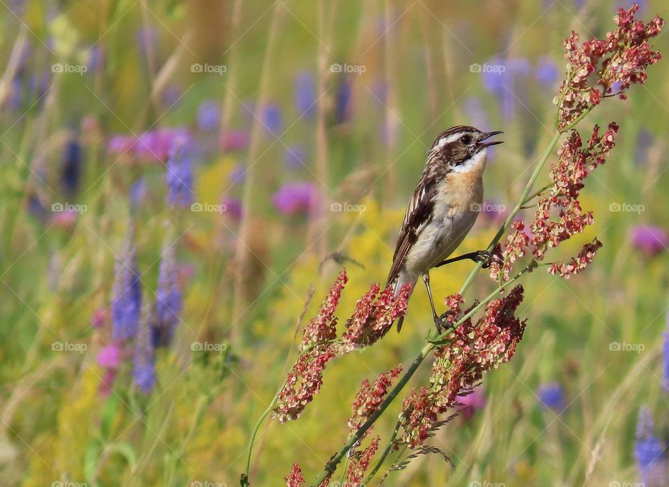 Bird on a summer meadow