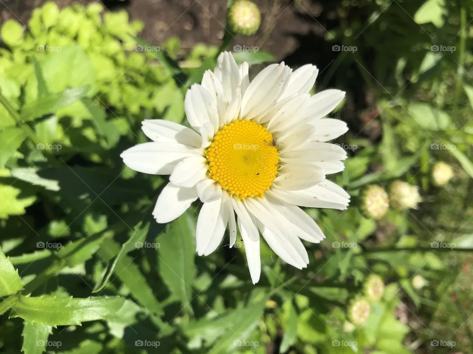 Camomile 