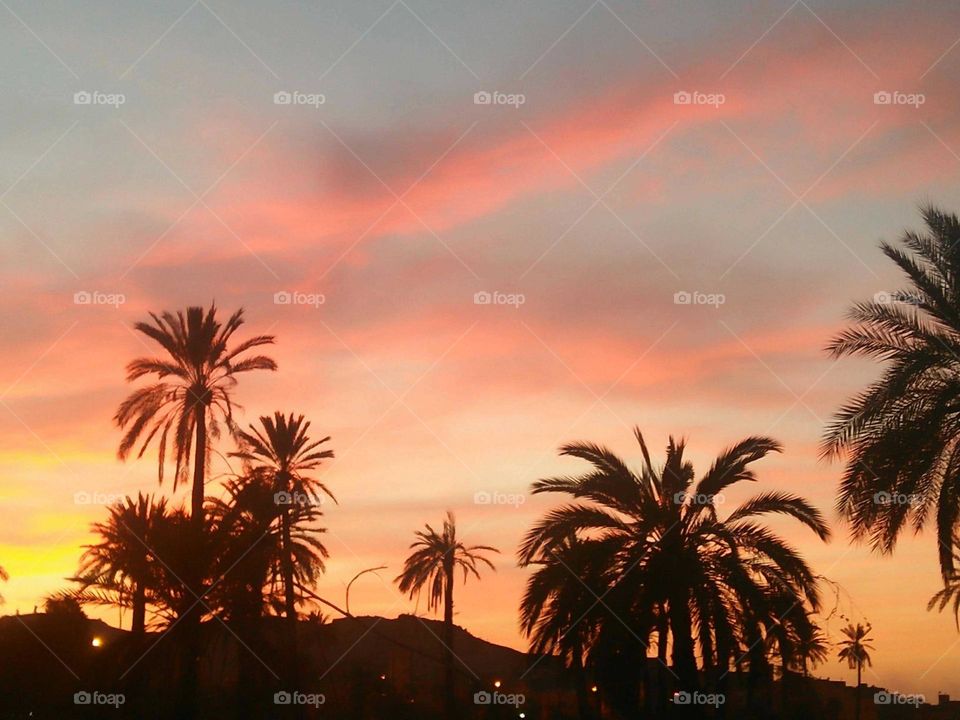 Beautiful palm tree and magic sunset.