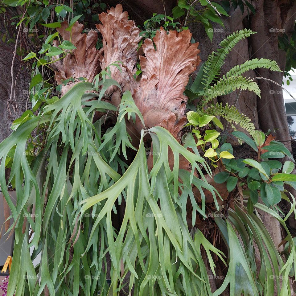 Platycerium bifurcatum is a fern native to Java which is spread all over the world