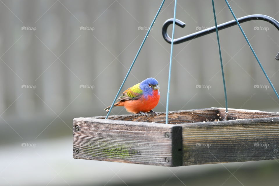 Painted Bunting 