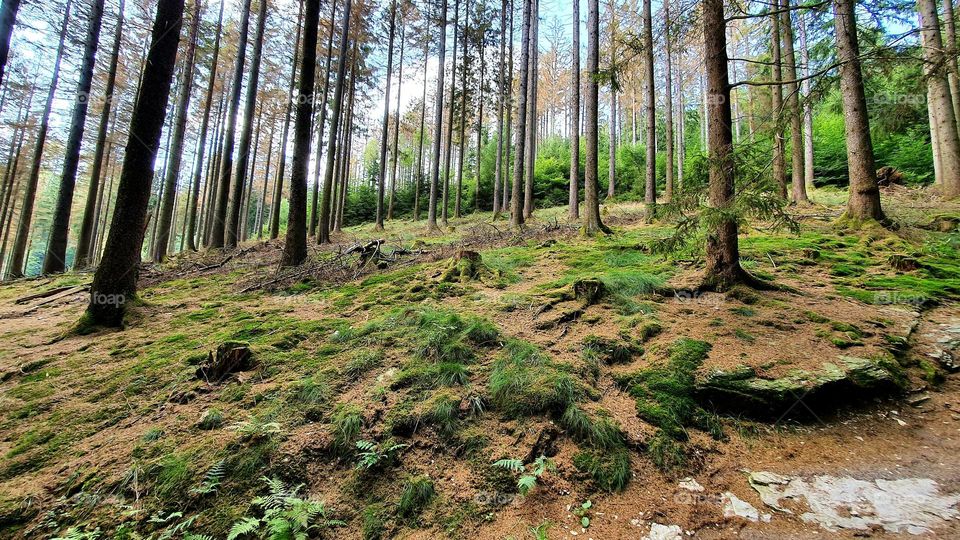 forest in sauerland 2