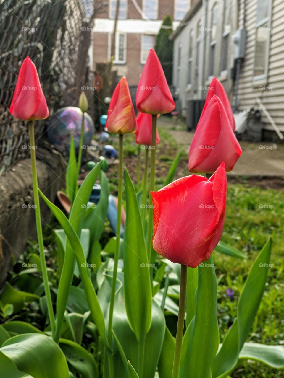 red tulips