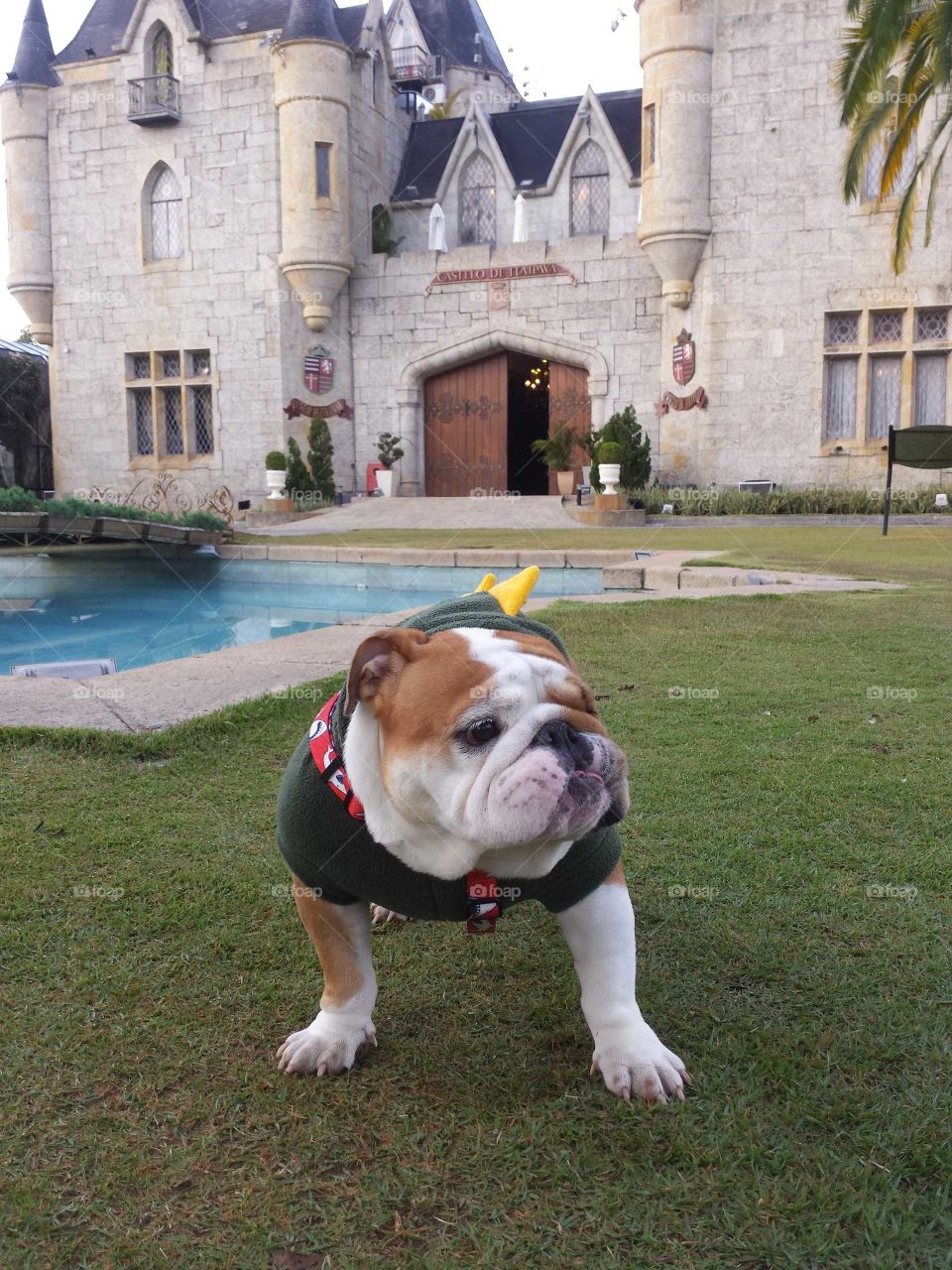 My bulldog. CASTELO
