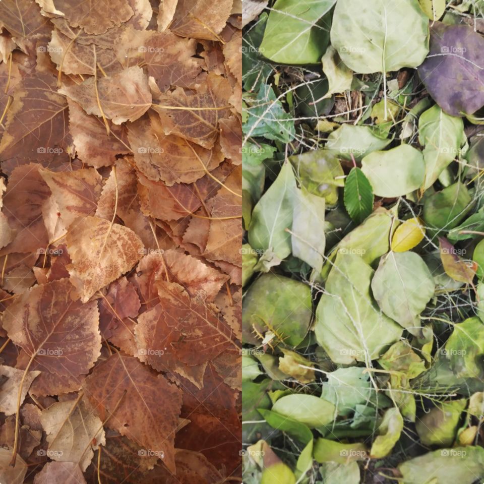 A collage of leaves without a border 🍂