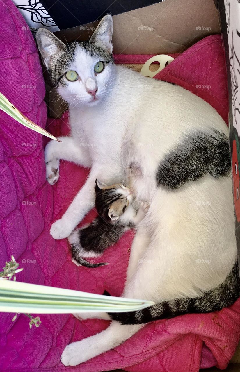 A cat is nursing the puppy