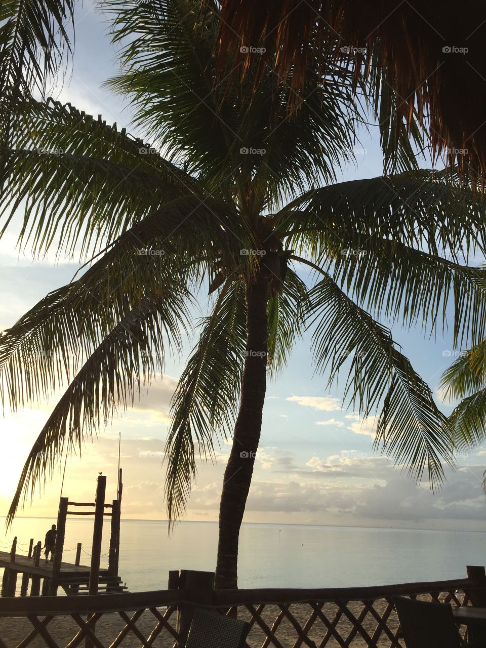 Beautiful sunset, palms swaying in the breeze .