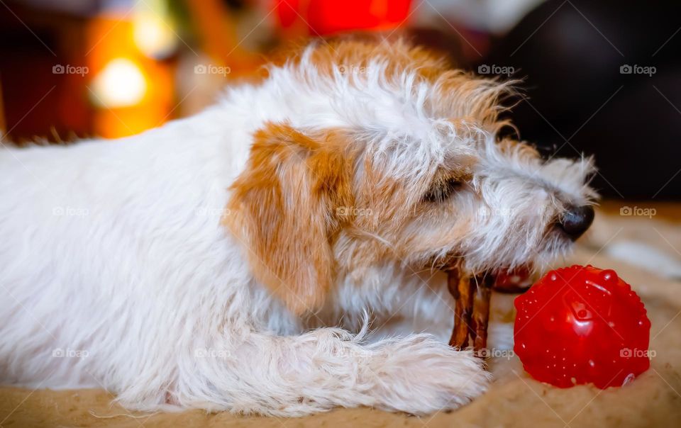 Animal portrait- Jack Russell terrier